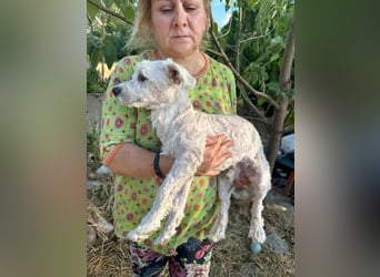 Kefir, geboren 20.04.2020, 29cm sucht sein Körbchen