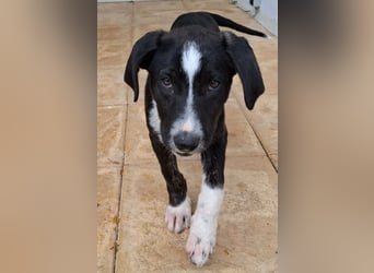 Ylani sucht Traumzuhause!