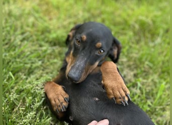 Maggie - Lustige Dackeldame möchte die Welt entdecken.....