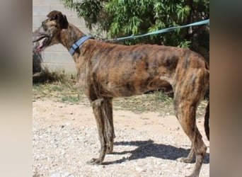ARTISTA-Charakterstarker Galgo mit Herz und Haltung