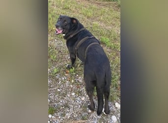 Liebenswerter Bean sucht seine Menschen