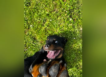 Rottweiler Welpe