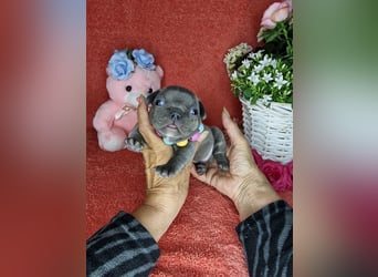 Französische Bulldogge Welpen in Leuna