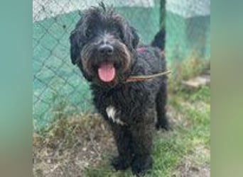 Bruno, Schnauzer-Mischling, Rüde, geb. am 01.04.2023, 48 cm, 14 kg