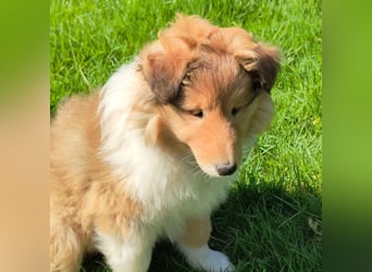 Collie Welpen