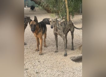 Toni, freundlich und sozial