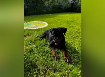 Rottweiler Welpe