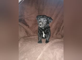 Sidney, Black Baby freut sich auf Dich!