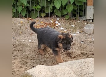 Wunderschöne Schäferhundwelpen  suchen Ende Juni ein schönes zu Hause1