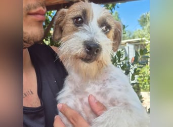 America - ausgeglichene,  freundliche kleine Terrier Dame sucht liebevolle Menschen