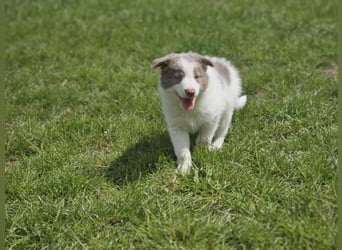 Border Collie Welpen -  Rüden