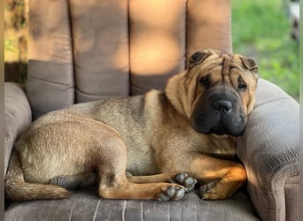 Bullpeiwelpen, Mischling aus englischer Bulldogge und Sharpei/Shar-Pei
