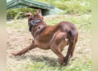 Pablo – fit trotz Handicap