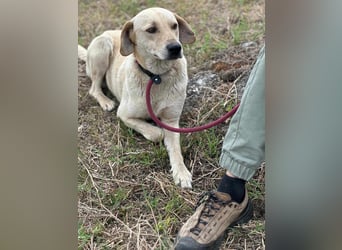 Max, geboren 08.06.2024, 55cm sucht sein Zuhause