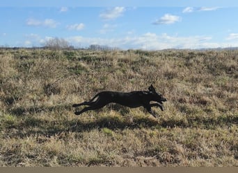 Braque d'Auvergne (Auvergne Vorstehhund) Welpe