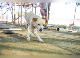 Adela – kleine Hundedame sucht ihr erstes richtiges Zuhause