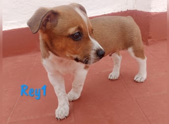 Rey1 geb. 03/2025 (ESP) - neugieriger, kleiner Bodeguero-Mix Welpe!
