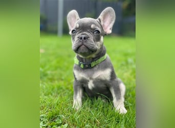 Einzigartige Bullies - Französische Bulldogge Welpen