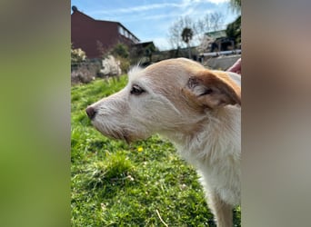 SANDY ❤️ ein liebevoller Gefährte, Pflegefamilie Elsdorf