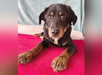 (R) ❤️ liebenswerte kleine MILLIKE - 1 Jahr, 39cm/7,5kg - Mischling
