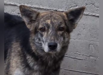 Nala wünscht sich ein Zuhause