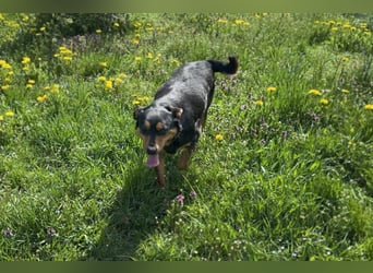 Grinsebacke BRAVEHEART sucht ihre Herzensmenschen