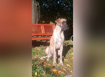 Deutsche Doggen Welpen US Linie Sonderfarben