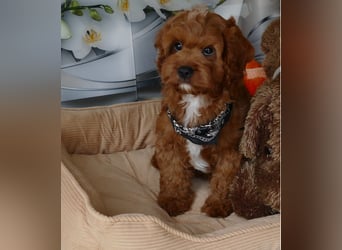 Wunderschöne Cavapoo Welpen F1 (Toypudel/Zwergpudel + Cavalier King Charles Spaniel) mit Ahnentafel