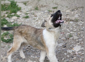 Gut gelaunter FRITZI ist ein charmanter und lustiger Hundebub