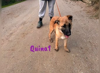 Quina1 06/2024 (ESP) - bezaubernde, aufgeschlossene & soziale Schäferhund-Mix Welpin!