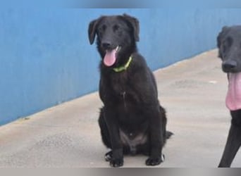 Preto, ein liebenswerter und noch etwas vorsichtiger Junghund