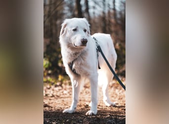 Erna wartet in Tierpension Tannenhof 54597 Wallersheim