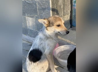OZZY - sucht eine liebevolle Familie!