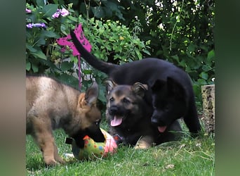 Schäferhund, Welpen, gerader Rücken, SV Papiere