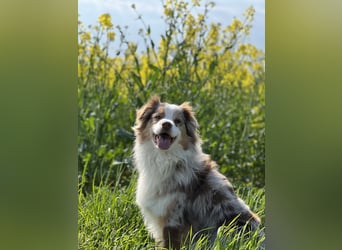 Liebenswerter Familienhund Maex sucht neues Zuhause