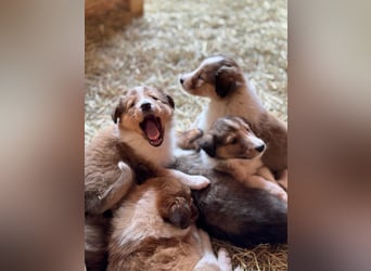 Colliewelpen suchen ein Zuhause!