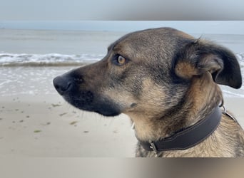 Tucker braucht ein neues Zuhause