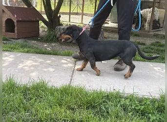 Charmante Gerti sucht ihr Körbchen