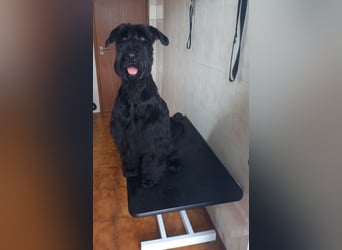 Riesenschnauzer Schwarz