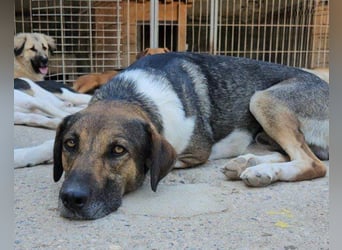 ROBI❤️zauberhafter, lieber Hundejunge, zurückhaltend und sozial