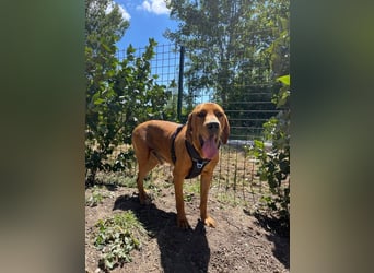 Eddy - unser liebevoller Riese