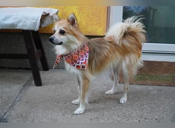 Foxy-SR, Sonnenanbeterin sucht Zuhause!