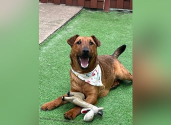 Ernie, verspielter und sehr lieber Irish Terrier-Mix, geb. 08/2024