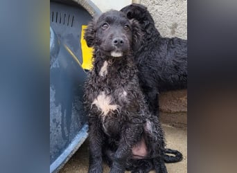 Flynn ❤️ offener, verspielter Welpenjunge