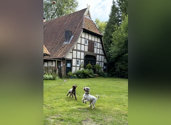 Wurfankündigung "Lagotti della foresta di Trochel"