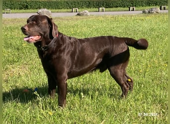 Labrador Deckrüde mit ZZL, decksicher, reinerbig braun chocolate nach FCI Standard, kein Verkauf!