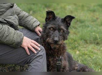 Lotte, zauberhafte Dame sucht ihren Menschen
