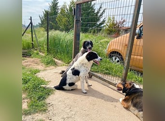 Mila, bereits auf PS in DE, sucht Traumzuhause!