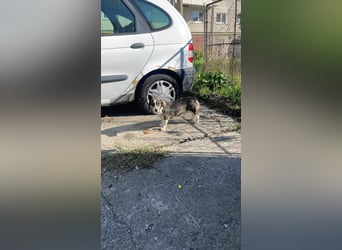 Dackelchen Mia und Emmi wollen nicht getrennt werden
