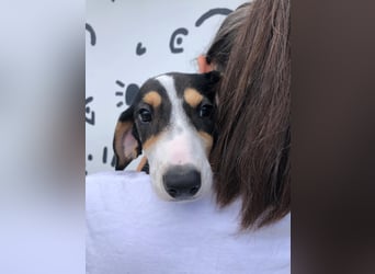 Jagdhund Mix Lara